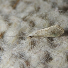 Trichoptera (order) at Greenway, ACT - 15 Oct 2017