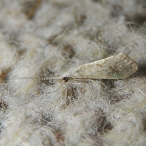 Trichoptera sp. (order) at Greenway, ACT - 15 Oct 2017