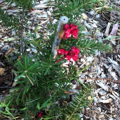 Grevillea (genus) (Grevillea) at Hughes, ACT - 15 Oct 2017 by ruthkerruish