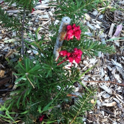 Grevillea sp. (Grevillea) at Hughes Garran Woodland - 14 Oct 2017 by ruthkerruish