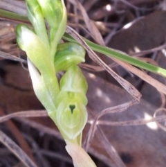 Hymenochilus cycnocephalus (Swan greenhood) at Little Taylor Grasslands - 15 Oct 2017 by RosemaryRoth