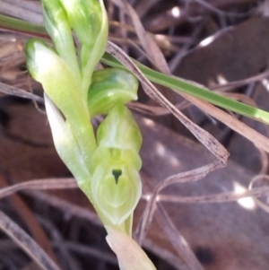 Hymenochilus cycnocephalus at Kambah, ACT - suppressed