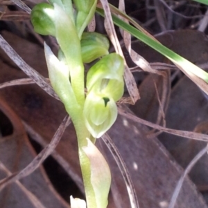 Hymenochilus cycnocephalus at Kambah, ACT - suppressed