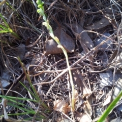 Hymenochilus cycnocephalus at Kambah, ACT - suppressed