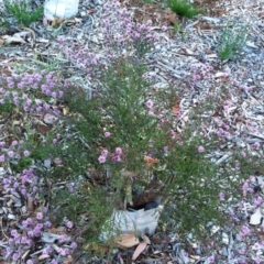 Kunzea parvifolia at Garran, ACT - 15 Oct 2017 12:00 AM