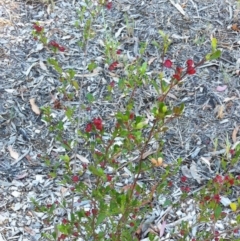 Dodonaea viscosa (Hop Bush) at Hughes, ACT - 14 Oct 2017 by ruthkerruish