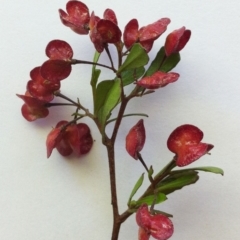 Dodonaea viscosa at Hughes, ACT - 15 Oct 2017