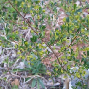 Dodonaea viscosa at Hughes, ACT - 15 Oct 2017