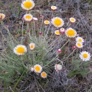 Leucochrysum albicans subsp. tricolor at Williamsdale, NSW - 14 Oct 2017 09:35 AM