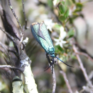 Pollanisus viridipulverulenta at Kambah, ACT - 15 Oct 2017