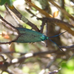 Pollanisus viridipulverulenta at Kambah, ACT - 15 Oct 2017