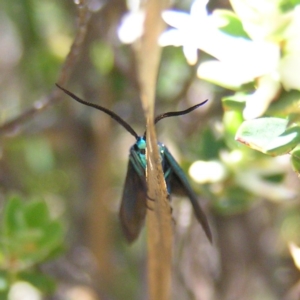 Pollanisus viridipulverulenta at Kambah, ACT - 15 Oct 2017 01:25 PM