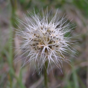 Microseris walteri at Tuggeranong DC, ACT - 14 Oct 2017