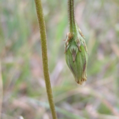 Microseris walteri at Tuggeranong DC, ACT - 14 Oct 2017