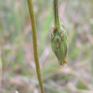 Microseris walteri at Tuggeranong DC, ACT - 14 Oct 2017