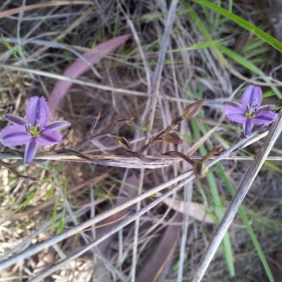 Thysanotus patersonii (Twining Fringe Lily) at Little Taylor Grasslands - 15 Oct 2017 by RosemaryRoth