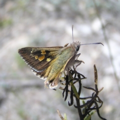 Trapezites phigalia (Heath Ochre) at Kambah, ACT - 15 Oct 2017 by MatthewFrawley