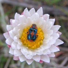Dicranolaius villosus (Melyrid flower beetle) at Tuggeranong DC, ACT - 13 Oct 2017 by MatthewFrawley