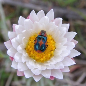 Dicranolaius villosus at Tuggeranong DC, ACT - 14 Oct 2017