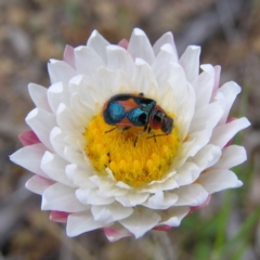 Dicranolaius villosus at Tuggeranong DC, ACT - 14 Oct 2017