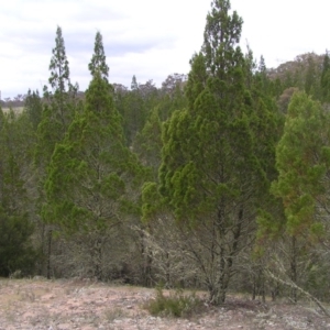 Callitris endlicheri at Williamsdale, NSW - 14 Oct 2017 02:13 PM