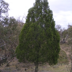 Callitris endlicheri at Williamsdale, NSW - 14 Oct 2017