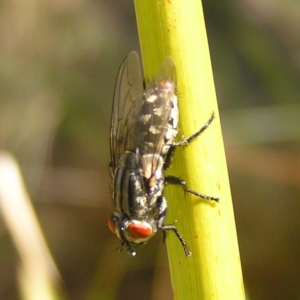 Sarcophagidae (family) at Kambah, ACT - 15 Oct 2017