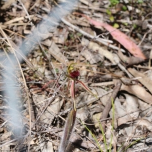 Caladenia actensis at suppressed - suppressed