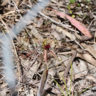 Caladenia actensis (Canberra Spider Orchid) at Mount Majura - 16 Oct 2017 by petersan