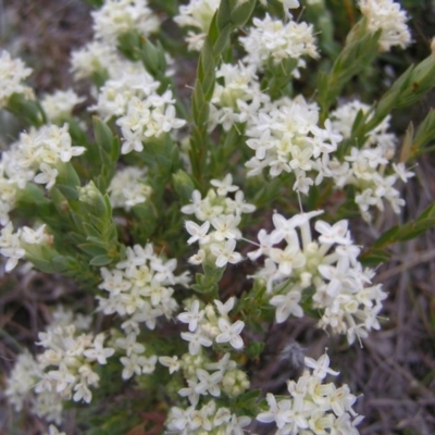 Pimelea linifolia subsp. caesia (Slender Rice Flower) at Williamsdale, ACT - 13 Oct 2017 by MatthewFrawley