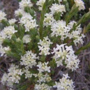 Pimelea linifolia subsp. caesia at Williamsdale, ACT - 14 Oct 2017