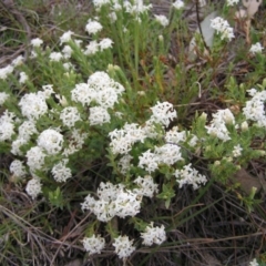 Pimelea linifolia subsp. caesia at Williamsdale, ACT - 14 Oct 2017