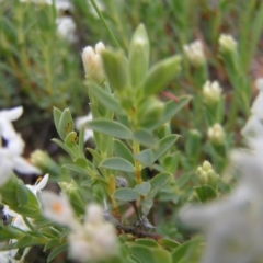 Pimelea linifolia subsp. caesia at Williamsdale, ACT - 14 Oct 2017