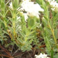 Pimelea linifolia subsp. caesia at Williamsdale, ACT - 14 Oct 2017