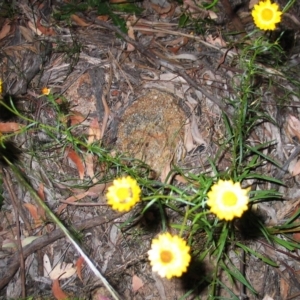 Xerochrysum viscosum at Garran, ACT - 1 Dec 2016