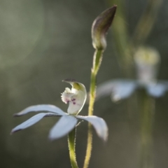 Caladenia moschata (Musky Caps) at Bruce, ACT - 15 Oct 2017 by GlenRyan