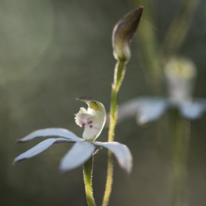 Caladenia moschata at Bruce, ACT - 15 Oct 2017