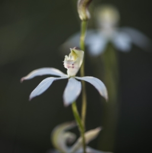 Caladenia moschata at Bruce, ACT - suppressed