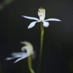 Caladenia moschata at Bruce, ACT - suppressed