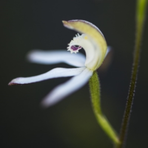 Caladenia moschata at Bruce, ACT - 15 Oct 2017