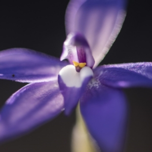 Glossodia major at O'Connor, ACT - suppressed