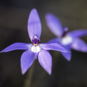 Glossodia major at O'Connor, ACT - suppressed