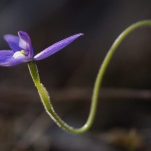 Glossodia major at O'Connor, ACT - suppressed