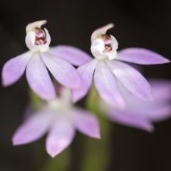 Caladenia carnea (Pink Fingers) at O'Connor, ACT - 15 Oct 2017 by GlenRyan