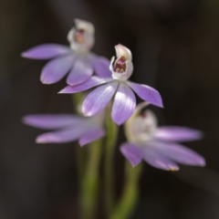 Caladenia carnea at O'Connor, ACT - 15 Oct 2017