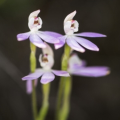 Caladenia carnea at O'Connor, ACT - 15 Oct 2017