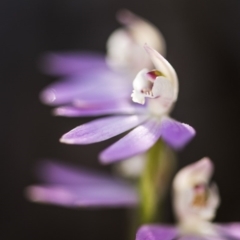 Caladenia carnea at O'Connor, ACT - 15 Oct 2017