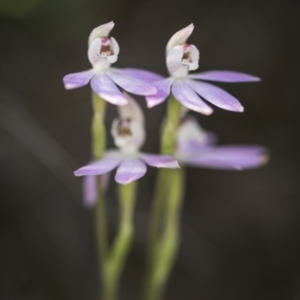 Caladenia carnea at O'Connor, ACT - suppressed