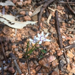 Wurmbea dioica subsp. dioica at Paddys River, ACT - 15 Oct 2017