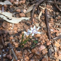 Wurmbea dioica subsp. dioica (Early Nancy) at Tidbinbilla Nature Reserve - 15 Oct 2017 by W